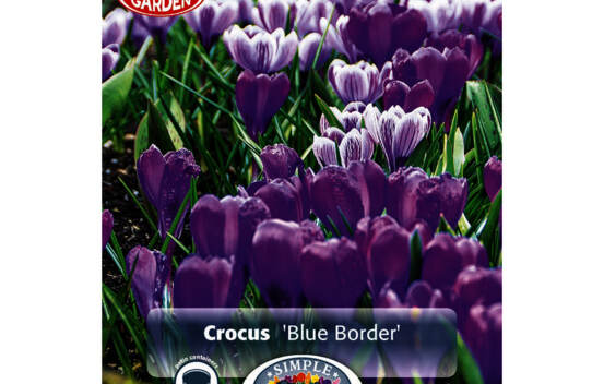 Crocus Blue Border (Mélange Border Garden) (Paquet de 40 bulbes)