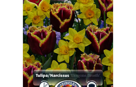 Tulipe et Narcisse Dragon's Breath (M&eacute;lange Perfect Partners) (Paquet de 14 bulbes)