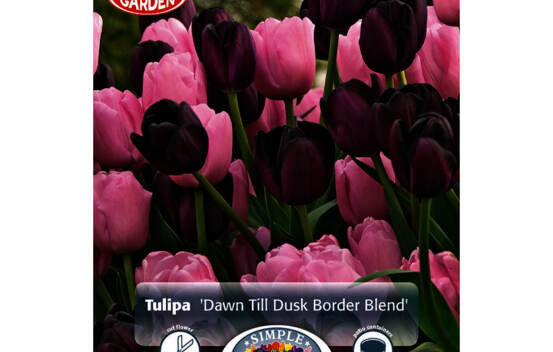 Tulipe Dawn Till Dusk (M&eacute;lange Border Garden) (Paquet de 10 bulbes)