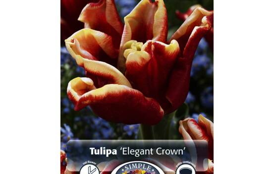 Tulipe Elegant Crown (Couronne) (Paquet de 6 bulbes)