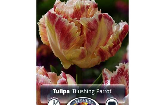 Tulipe Blushing Parrot (Perroquet) (Paquet de 5 bulbes)