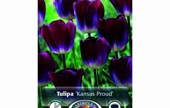 Tulipe Kansas Proud (Triumph) (Zone : 3) (Paquet de 5 bulbes)