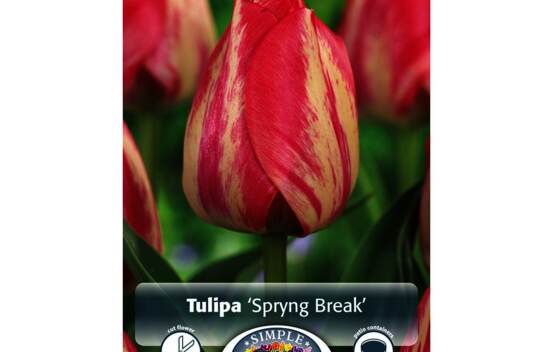 Tulipe Spring Break (Triumph) (Paquet de 5 bulbes)
