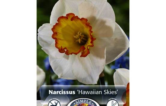 Narcisse Hawaiian Skies (Large Cupped) (Paquet de 5 bulbes)