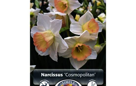 Narcisse Cosmopolitan (Specie) (Paquet de 5 bulbes)