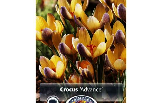 Crocus Advance (Chrysanthus) (Specie - Snow) (Paquet de 15 bulbes)