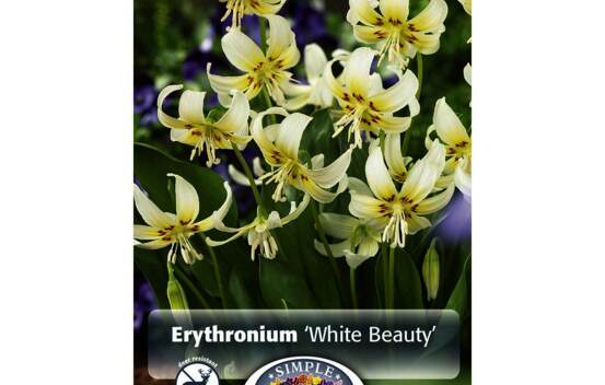 Erythronium White Beauty (Paquet de 4 bulbes)