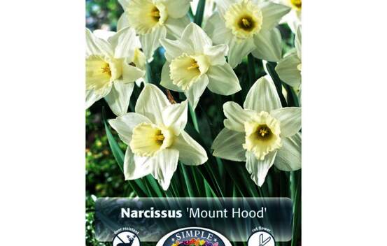 Narcisse Mount Hood (Trompette) (Zone : 3) (Paquet de 5 bulbes)