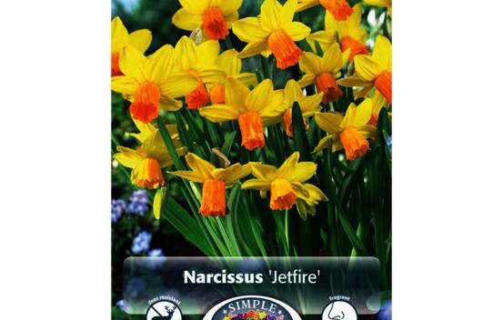 Narcisse Jetfire (Specie) (Parfum&eacute;) (Paquet de 10 bulbes)