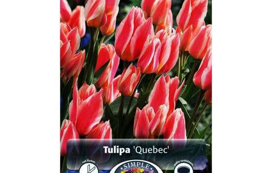 Tulipe Qu&eacute;bec (Greigii) (Zone : 3) (Paquet de 5 bulbes)