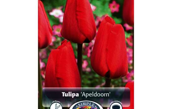 Tulipe Apeldoorn (Darwin Hybride) (Zone : 3) (Paquet de 5 bulbes)