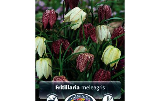 Fritillaria Meleagris Mixed (Parfum&eacute;) (Zone : 4) (Paquet de 15 bulbes)