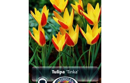Tulipe Clusiana Tinka (Botanique) (Paquet de 10 bulbes)