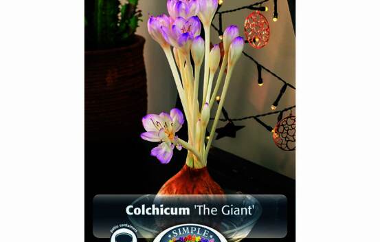 Colchicum The Giant (Floraison &agrave; l'automne) (Zone : 5) (1 bulbe)