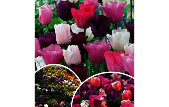 Tulipe Midnight Moments (Landscape Bag) (Paquet de 30 bulbes)