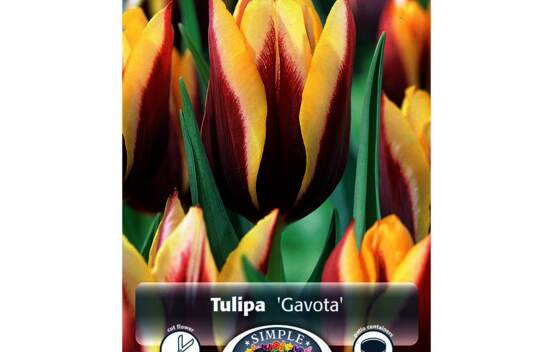 Tulipe Gavota (Triumph) (Paquet de 5 bulbes)