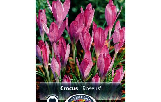 Crocus Roseus (Tommasinianus) (Specie - Snow) (Zone : 4) (Paquet de 10 bulbes)