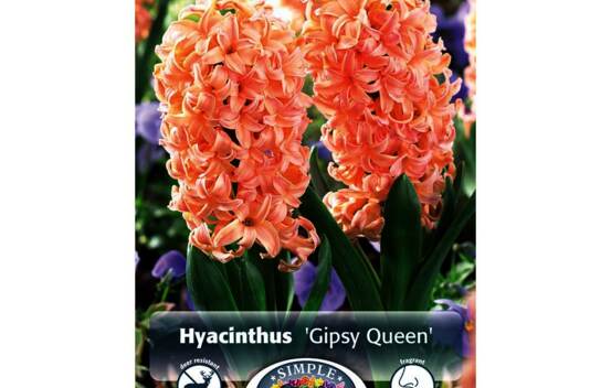 Jacinthe Gypsy Queen (Paquet de 5 bulbes)