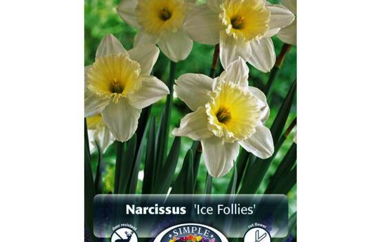 Narcisse Ice Follies (Large Cupped) (Zone : 3) (Paquet de 5 bulbes)