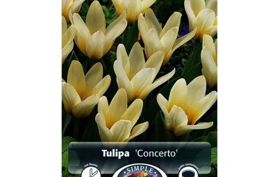 Tulipe Concerto (Greigii) (Zone : 3) (Paquet de 5 bulbes)