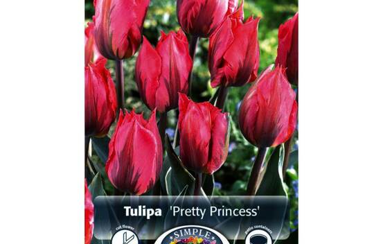 Tulipe Pretty Princess (Rembrandt) (Zone : 3) (Paquet de 5 bulbes)