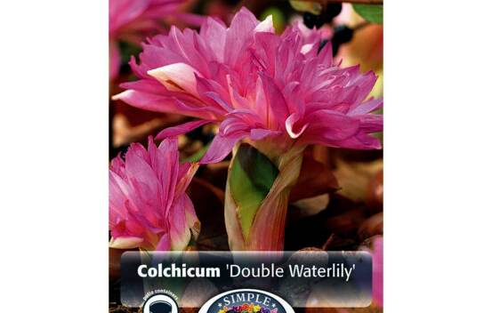 Colchicum Double Waterlily (Floraison &agrave; l'automne) (Zone : 4) (1 bulbe)