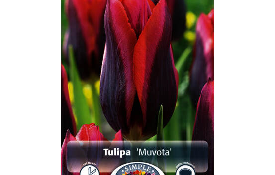Tulipe Muvota (Triumph) (Zone : 3) (Paquet de 5 bulbes)