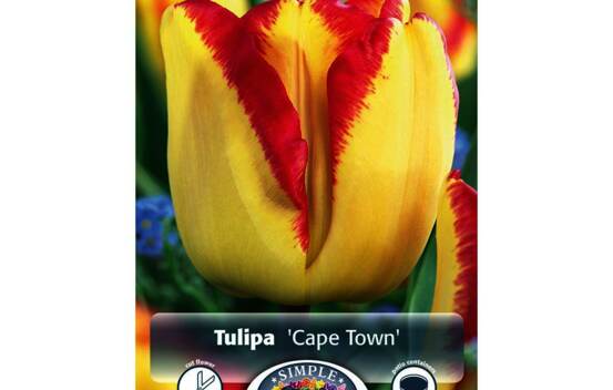 Tulipe Cape Town (Simple h&acirc;tive) (Zone : 3) (Paquet de 5 bulbes)