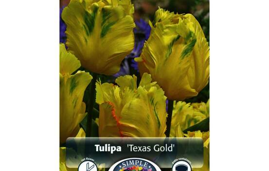 Tulipe Texas Gold (Perroquet) (Zone : 4) (Paquet de 5 bulbes)
