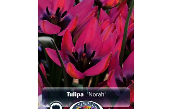 Tulipe Norah (Botanique) (Zone : 3) (Paquet de 10 bulbes)