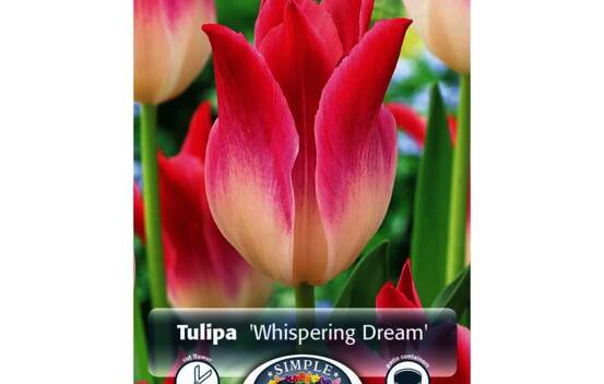 Tulipe Whispering Dream (Fleur de lys) (Paquet de 6) (taille : 12 cm et +)