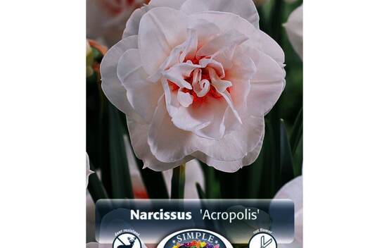 Narcisse Acropolis (Double) (Zone : 3) (Paquet de 5) (taille : 14/16 cm)