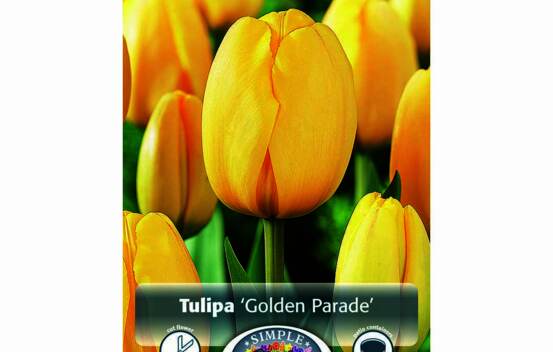 Tulipe Golden Parade (Darwin Hybride) (Zone : 3) (Paquet de 5 bulbes)