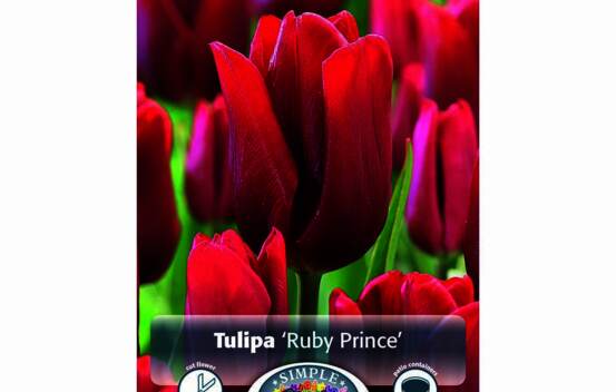 Tulipe Ruby Prince (Simple h&acirc;tive) (Zone : 3) (Paquet de 5 bulbes)