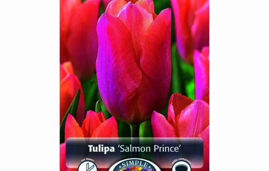 Tulipe Salmon Prince (Simple h&acirc;tive) (Zone : 3) (Paquet de 5 bulbes)