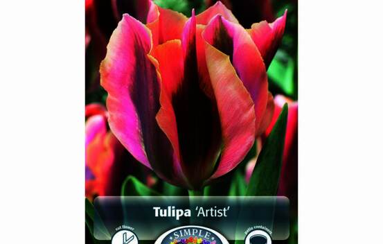 Tulipe Artist (Viridiflora) (Zone : 3) (Paquet de 5 bulbes)