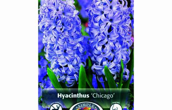 Jacinthe Chicago (Parfum&eacute;) (Zone : 4) (Paquet de 5) (taille : 15/16 cm)