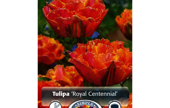Tulipe Royal Centennial (Pivoine Double tardive) (Paquet de 5 bulbes)