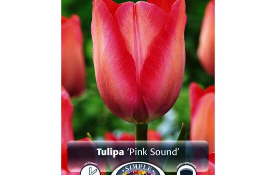 Tulipe Pink Sound (Darwin Hybride) (Paquet de 5 bulbes)