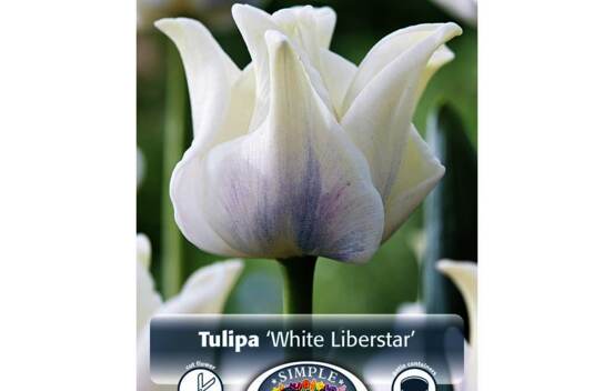 Tulipe White Liberstar (Couronne) (Paquet de 6) (taille : 12 cm et +)