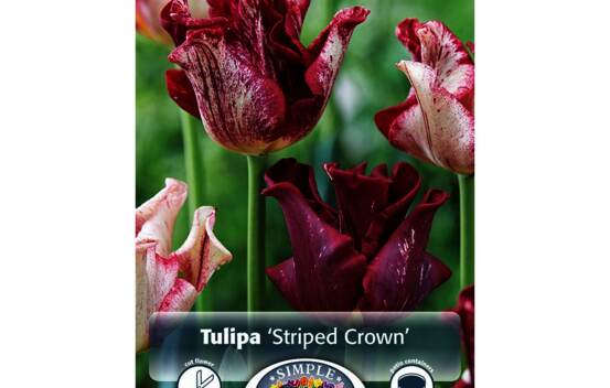 Tulipe Striped Clown (Couronne) (Paquet de 6) (taille : 12 cm et +)