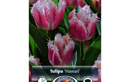 Tulipe Hawaii (Frang&eacute;e) (Paquet de 6 bulbes)