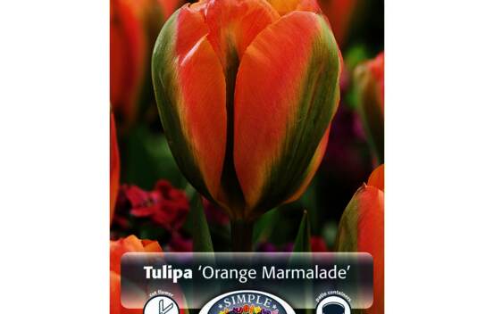 Tulipe Orange Marmelade (Viridiflora) (Zone : 3) (Paquet de 5 bulbes)