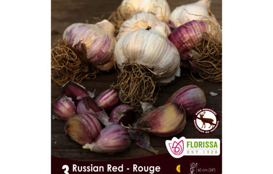 Ail Russian Red (Purple Stripe) (Hardneck - Porcelaine) (Zone : 2) (Paquet de 3 bulbes)