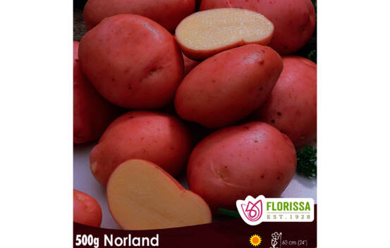 Pomme de terre Norland (Paquet de 2 kg)