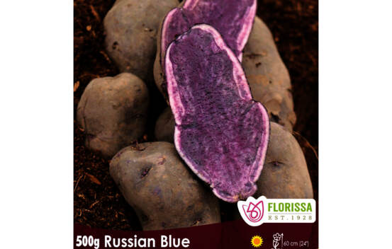 Pomme de terre Russian Blue (Peau et chair bleu) (Paquet de 500 g)