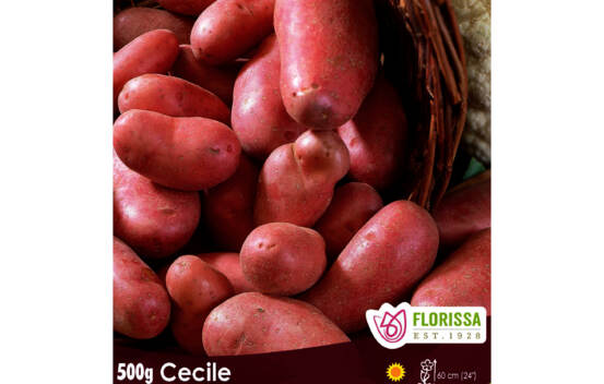 Pomme de terre Cecile (Peau rouge et chair jaune) (Paquet de 500 g)