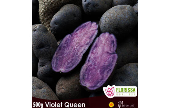 Pomme de terre Violet Queen (Peau et chair violet) (Paquet de 500 g)