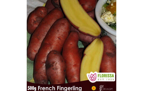 Pomme de terre French fingerling (Peau rouge et chair jaune) (Paquet de 500 g)