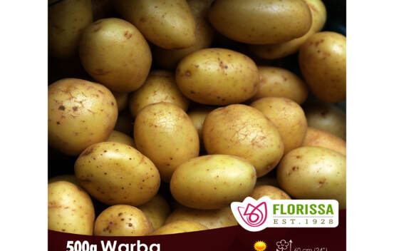 Pomme de terre Warba (Peau et chair blanche) (Biologique) (Paquet de 500 g)